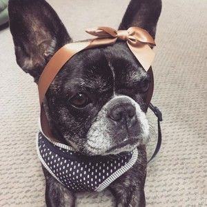 Meet your Posher, Clarabel